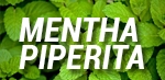 mentha piperita