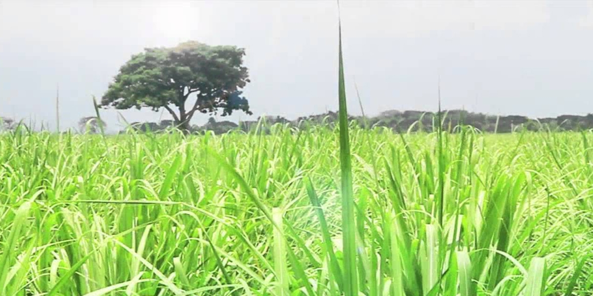 fabricacion de productos naturales